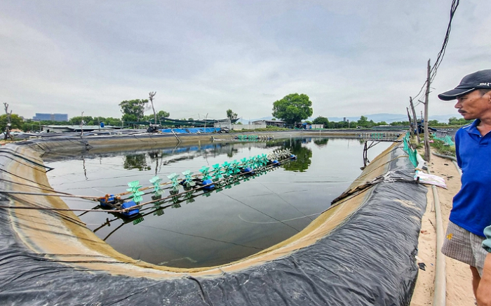 Khánh Hòa: Ảnh kinh hãi trại nuôi tôm xả nước thải ra biển đen ngòm-3
