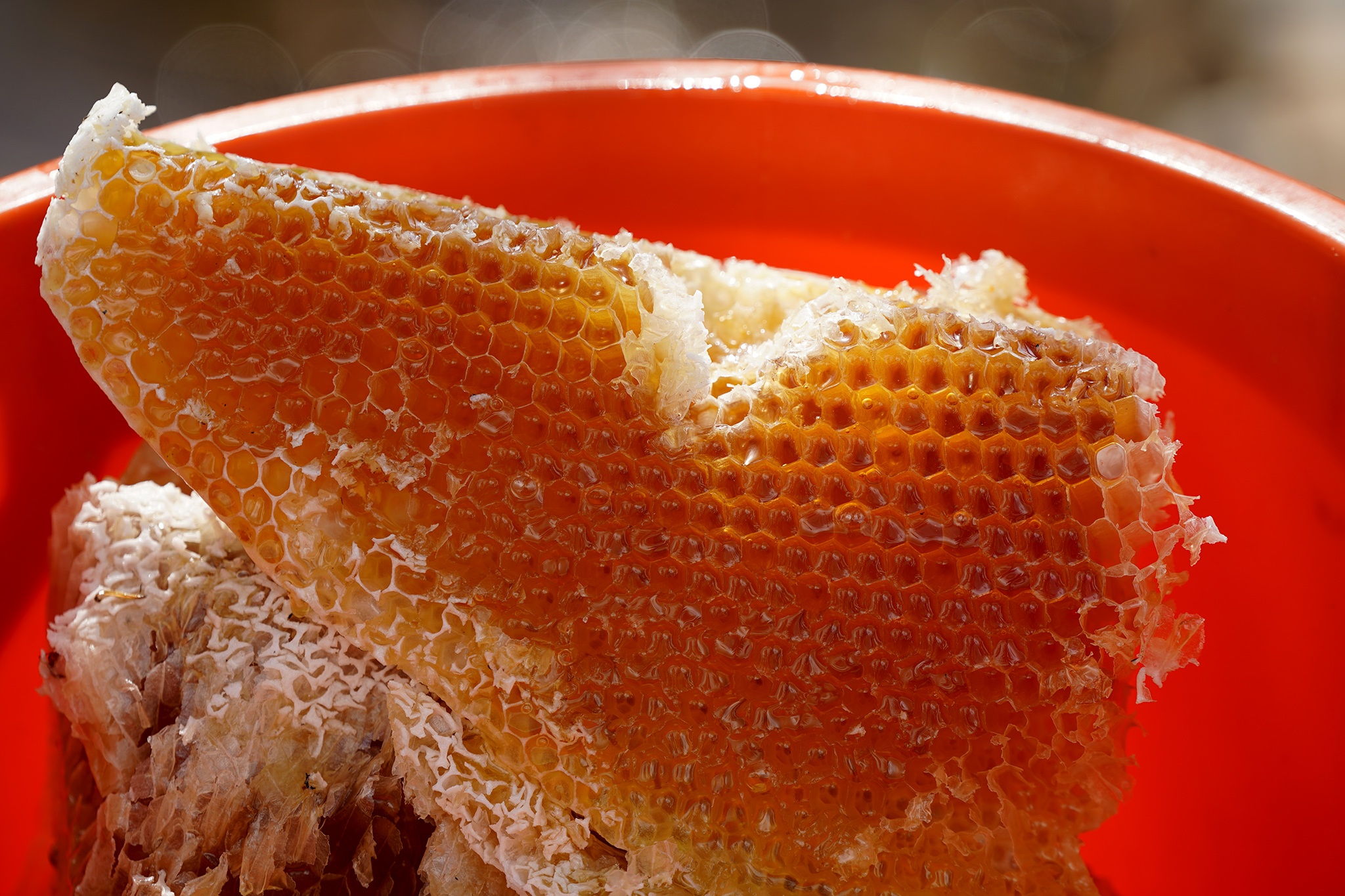 Trải nghiệm, khám phá nghề khai thác ong mật ở vùng rừng U Minh Hạ-8