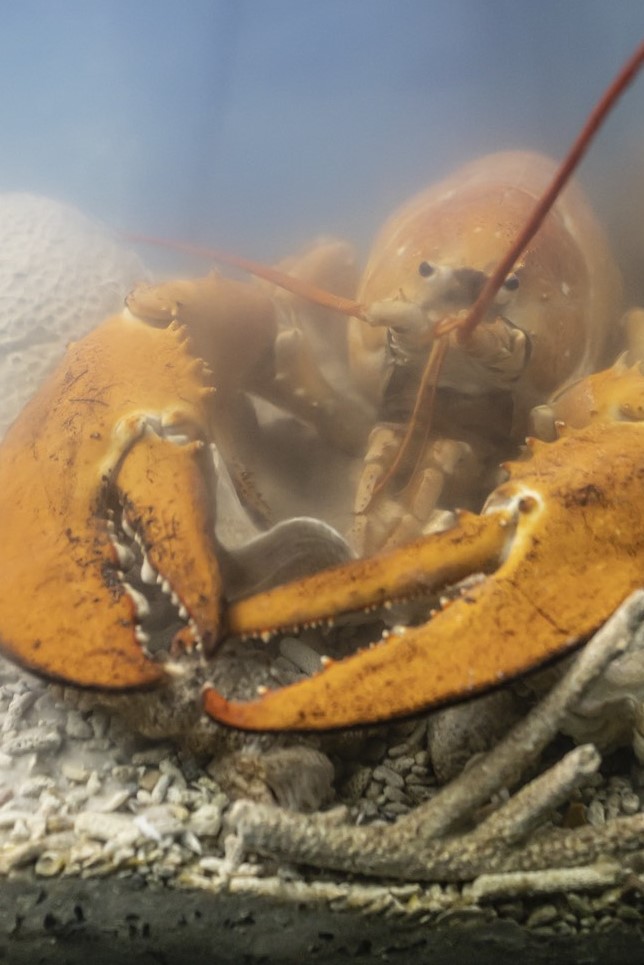 Con tôm hùm vàng cam quý hiếm của Canada được một công ty trao tặng Viện Hải dương học Nha Trang-2