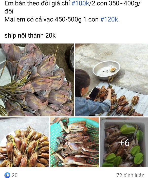Thịt cò, vạc được rao bán tràn lan trên chợ mạng, giá chỉ từ 40 nghìn đồng/con-4