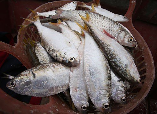 Đi chợ thấy 5 loại cá này hãy mua ngay: Toàn cá tự nhiên, không nuôi công nghiệp, vừa sạch vừa bổ-3