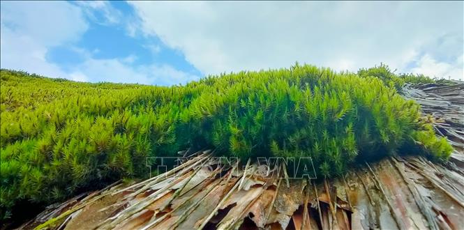 Độc đáo những mái nhà rêu phong nép mình trên dãy Tây Côn Lĩnh (Hà Giang)-5