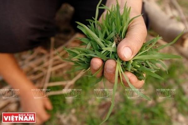 Thứ “rau đặc sản” lạ lùng của người Thái tại vùng đất này của Sơn La hóa ra là một loài cỏ dại mọc hoang-1