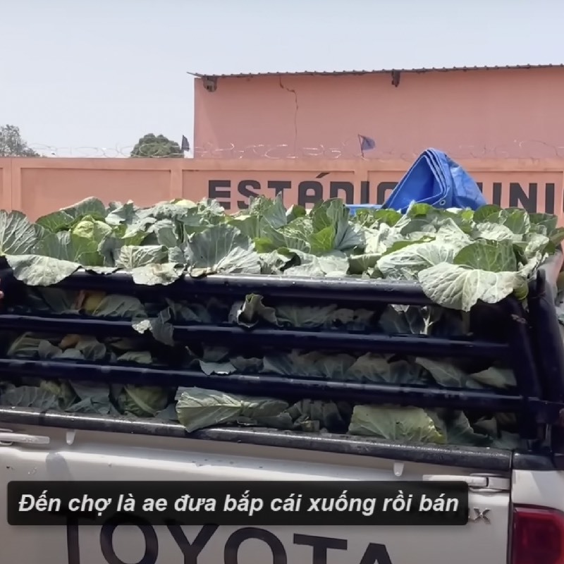 Cận cảnh nông trại xanh mướt rau củ của Quang Linh Vlog-11