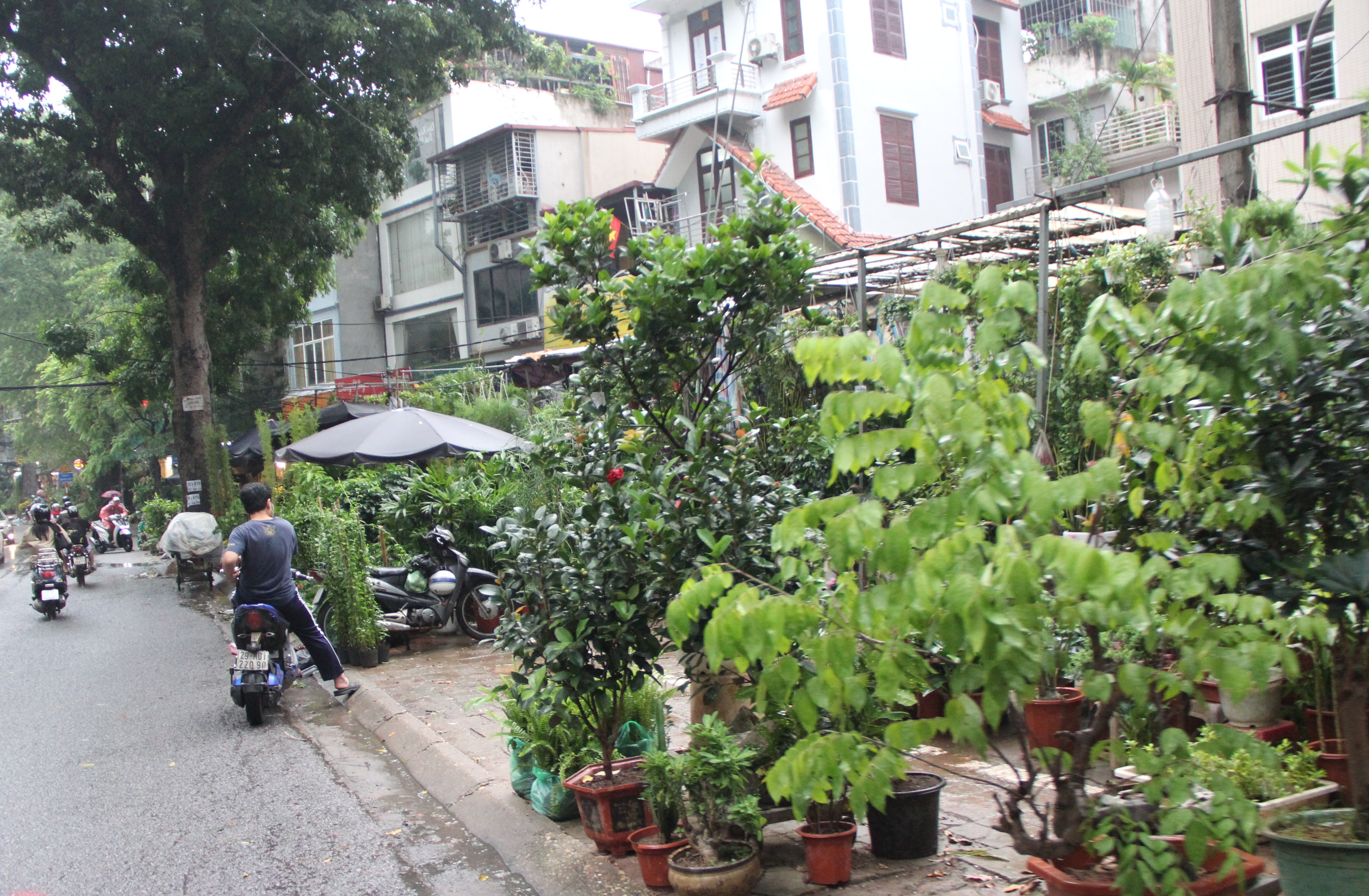 Hà Nội: Vỉa hè đường Hoàng Hoa Thám bị chiếm dụng để bày bán cây cảnh, gốm sứ-14