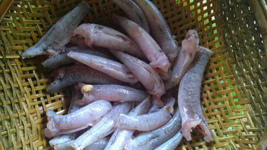Câu cá bống dừa bằng mồi tép, bắt lên nướng muối ớt Tây Ninh, ăn chơi mà nhớ suốt đời-1