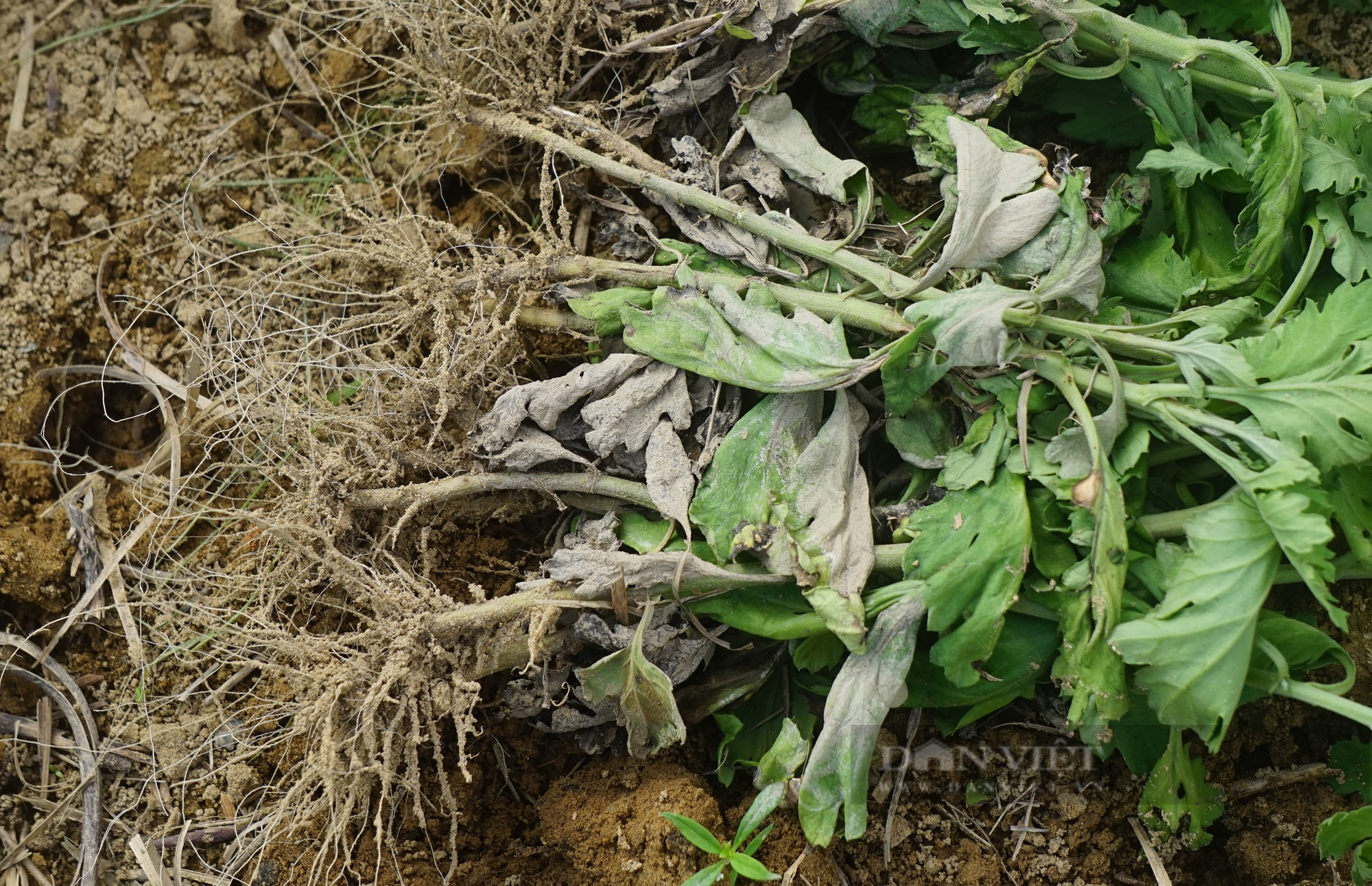 Sau mưa lũ, cây hoa các loại lăn ra chết rũ hàng loạt, nông dân Nghệ An đang lo Tết năm nay kém vui-7