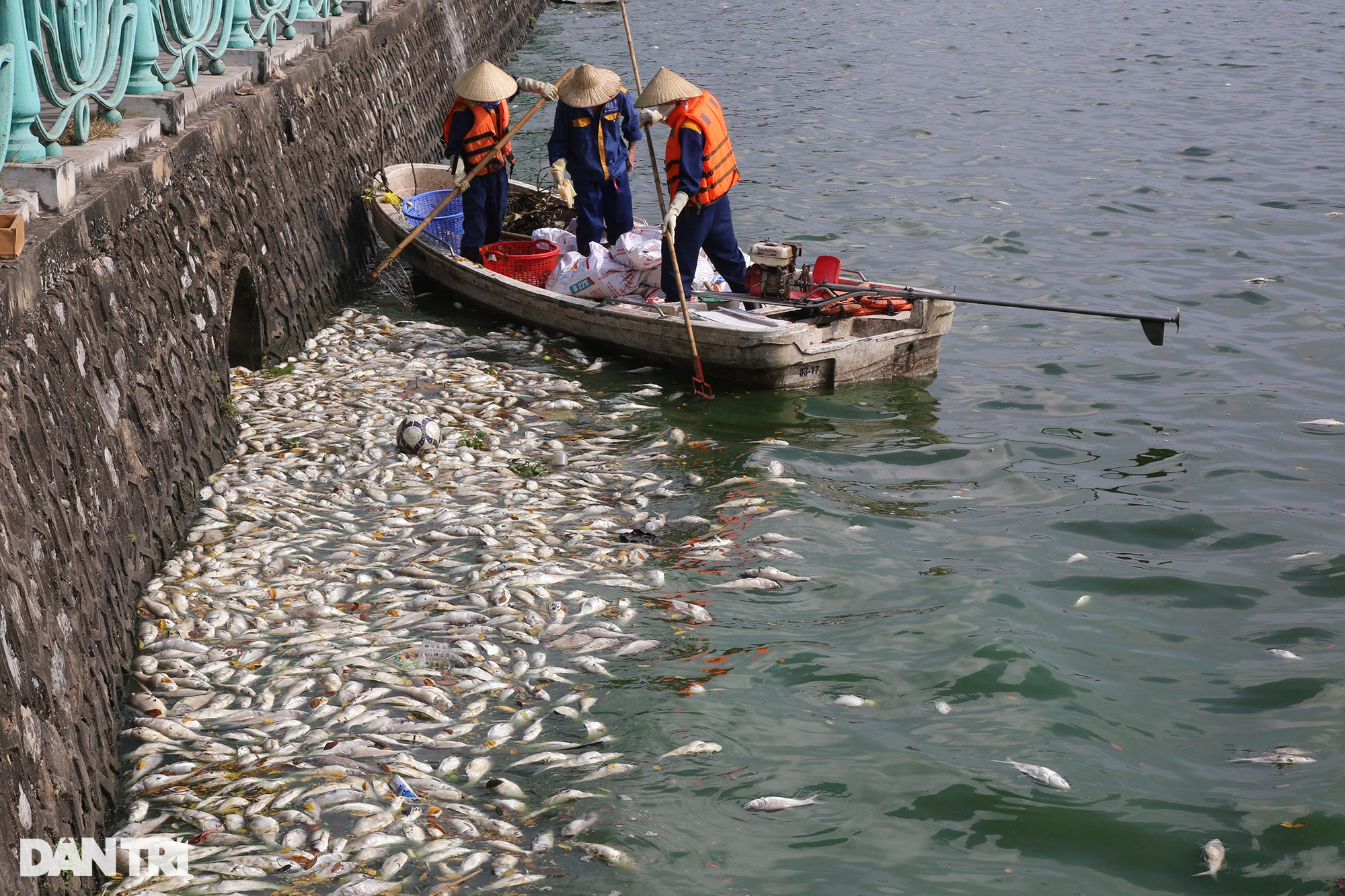 Bí thư, Chủ tịch Hà Nội yêu cầu khắc phục nhanh hiện tượng cá chết ở hồ Tây-1
