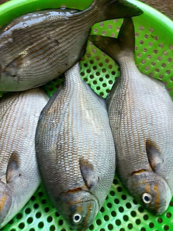 Loại cá nghe tên hết hồn nhưng là đặc sản nổi tiếng ở Quảng Ngãi, xưa giá rẻ bèo nay đắt đỏ, 200.000đồng/kg-2