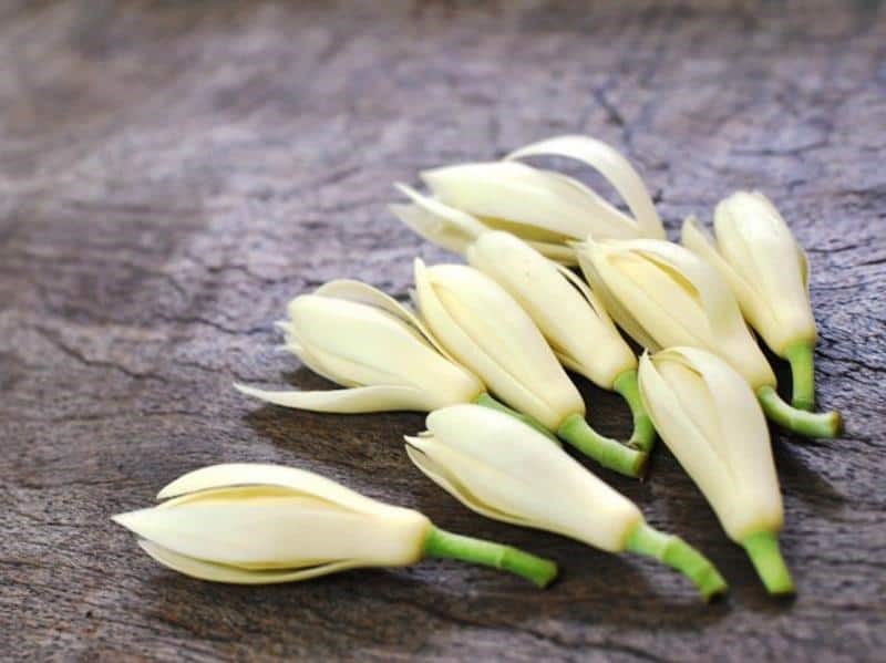 Những bài thuốc chữa bệnh hiệu quả bất ngờ từ hoa ngọc lan-1