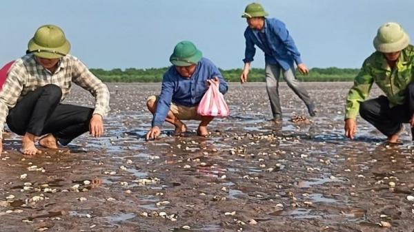 Khẩn trương xử lý môi trường hàng trăm hecta bãi nuôi ngao bị chết ở Thái Bình-1