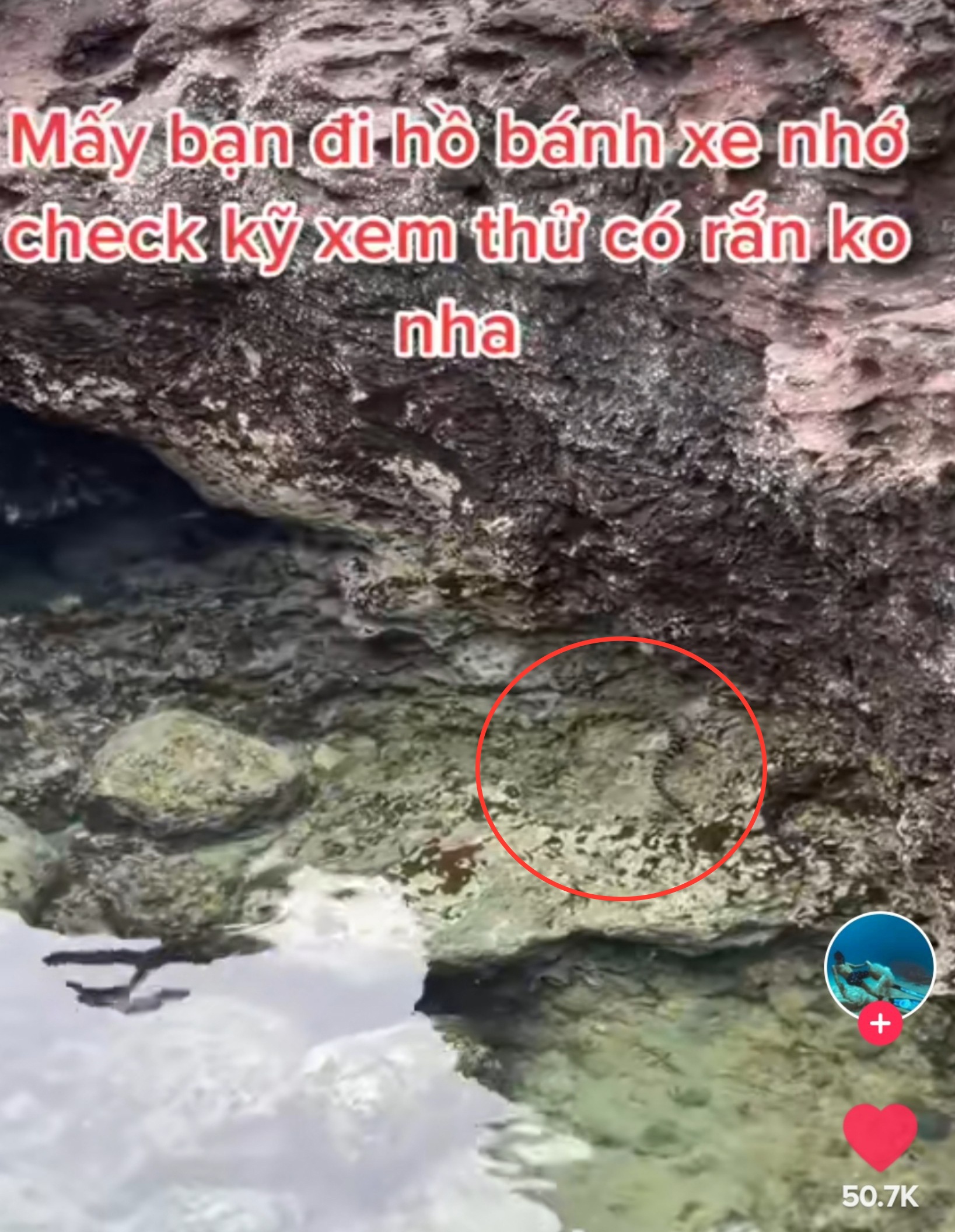 Thực hư rắn biển xuất hiện ở đảo Phú Quý-1