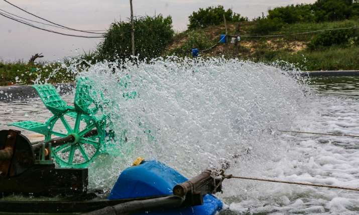 Khánh Hòa: Ảnh kinh hãi trại nuôi tôm xả nước thải ra biển đen ngòm-6