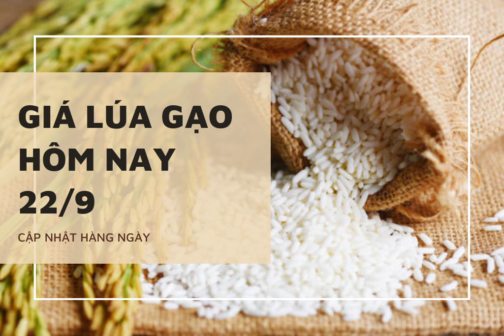 Giá lúa gạo hôm nay 22/9: Nếp bật tăng, OM 5451 giảm 100 đồng/kg-1