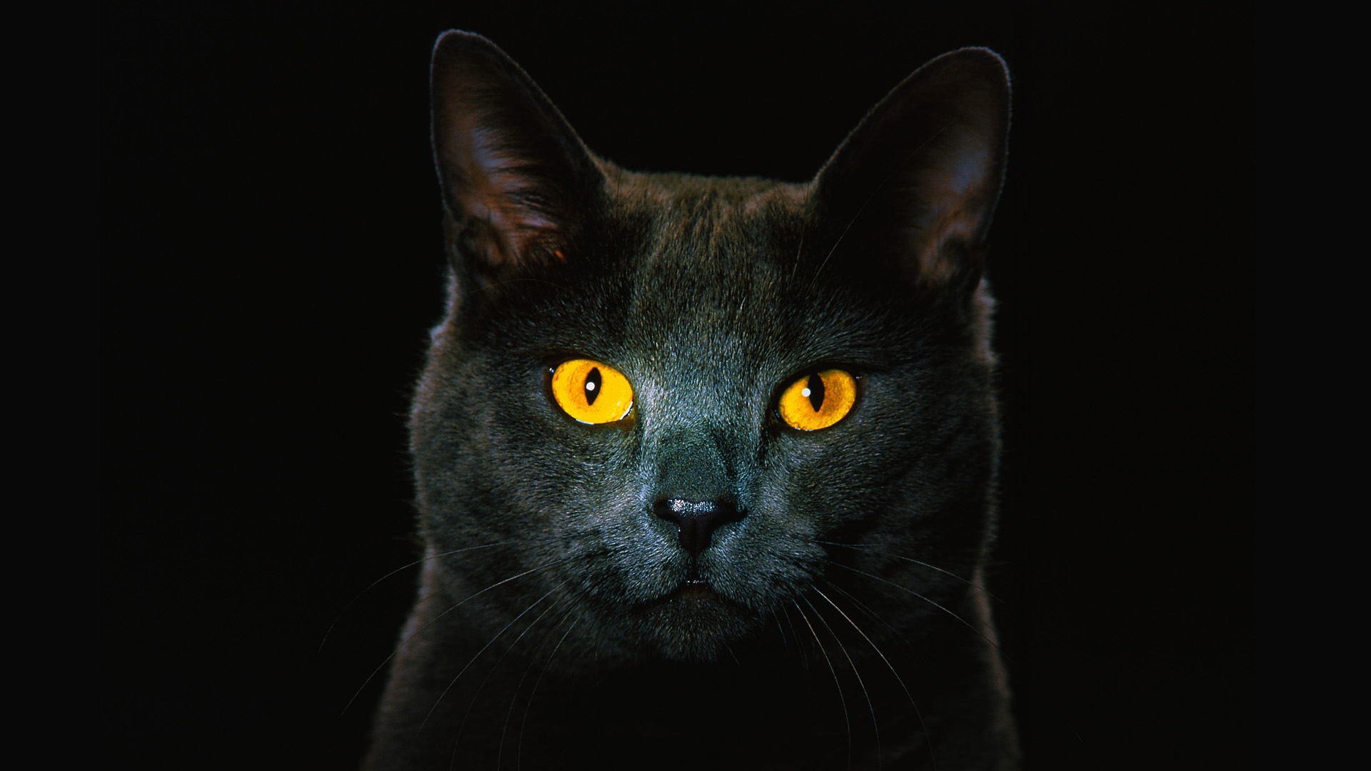 Giải mã thú vị: Mèo thực sự có thể nhìn thấy trong bóng tối?-3