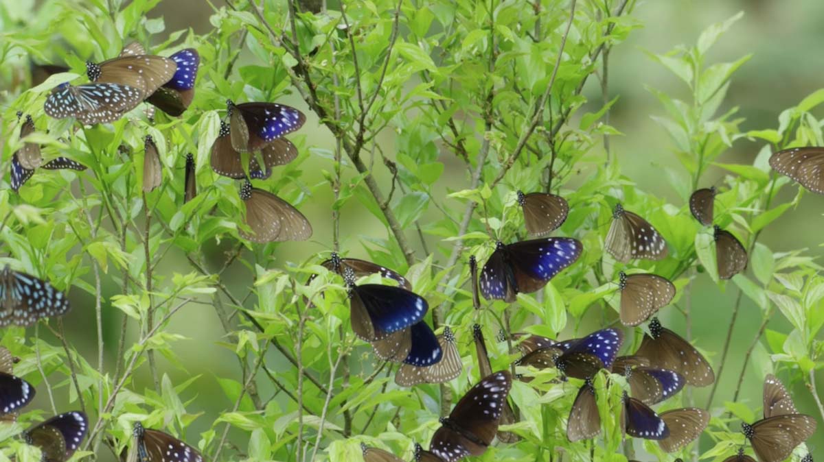 Mê mẩn với hàng trăm loài bướm tại "Vương quốc bướm" Đài Loan-2