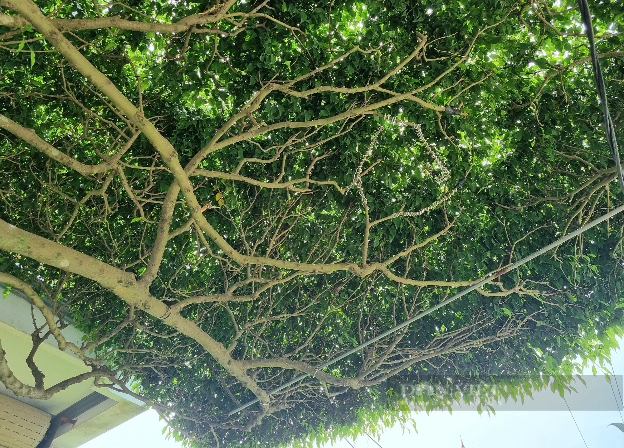Cận cảnh cây sanh hình dáng giống cái ô có “1-0-2” ở Ninh Bình-4