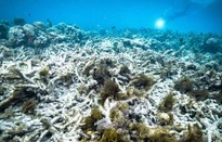 Rạn san hô Great Barrier ở Australia nên nằm trong danh sách 'đang gặp nguy hiểm'-cover-img
