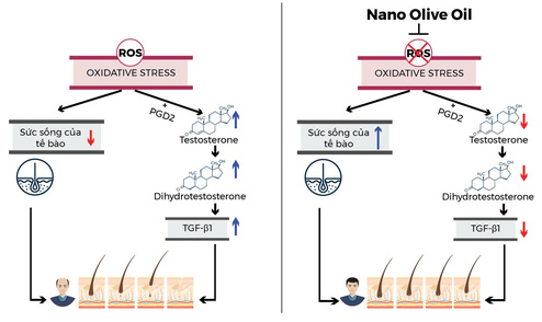 Dầu gội Wakamono chứa hoạt chất nano dầu olive-5