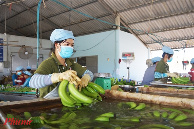 Nhật Bản gia tăng nhập khẩu chuối từ Việt Nam-1