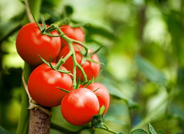 Những lợi ích tuyệt vời ít ai ngờ của quả cà chua đối với sức khoẻ-1