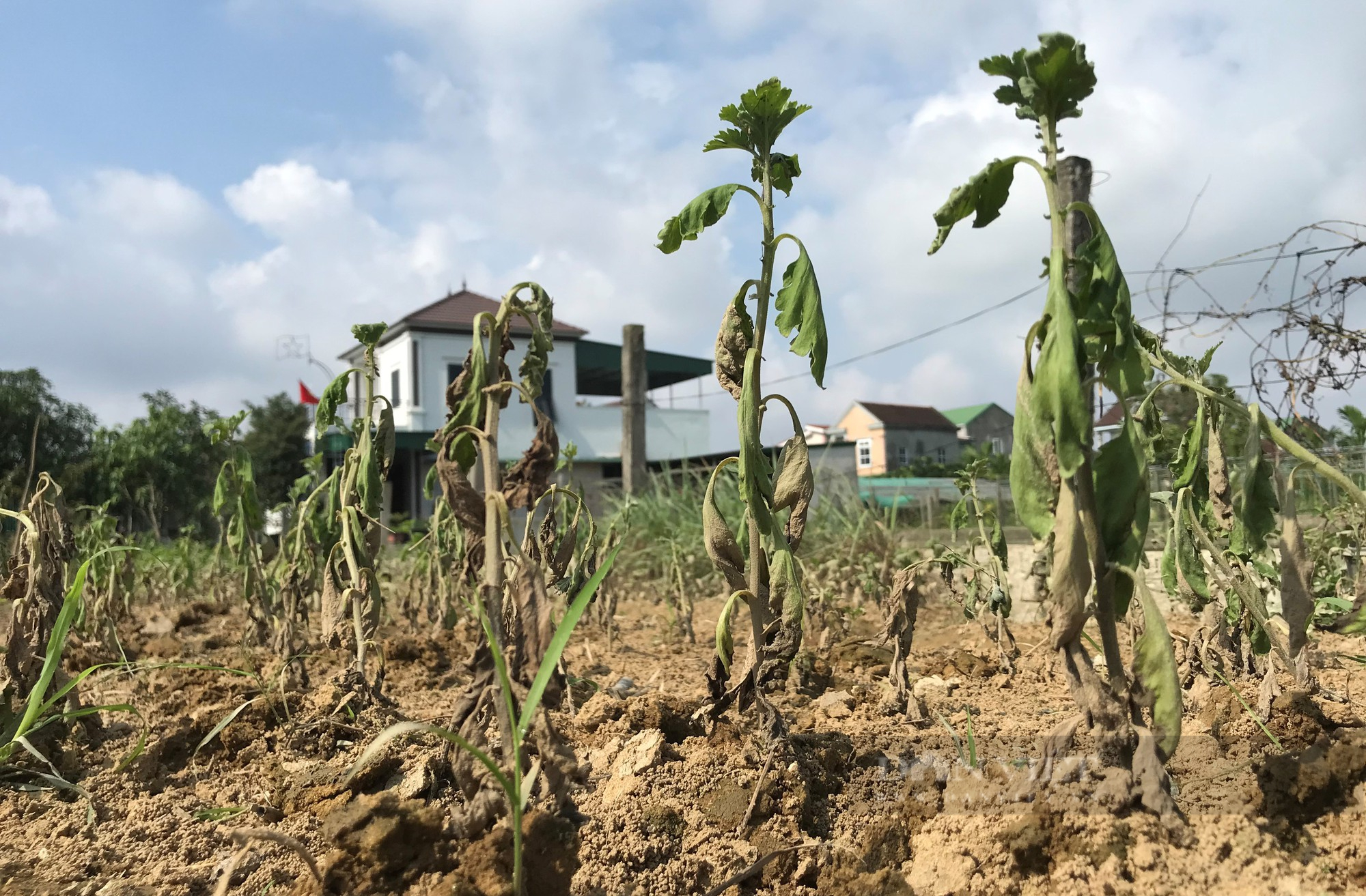 Sau mưa lũ, cây hoa các loại lăn ra chết rũ hàng loạt, nông dân Nghệ An đang lo Tết năm nay kém vui-6