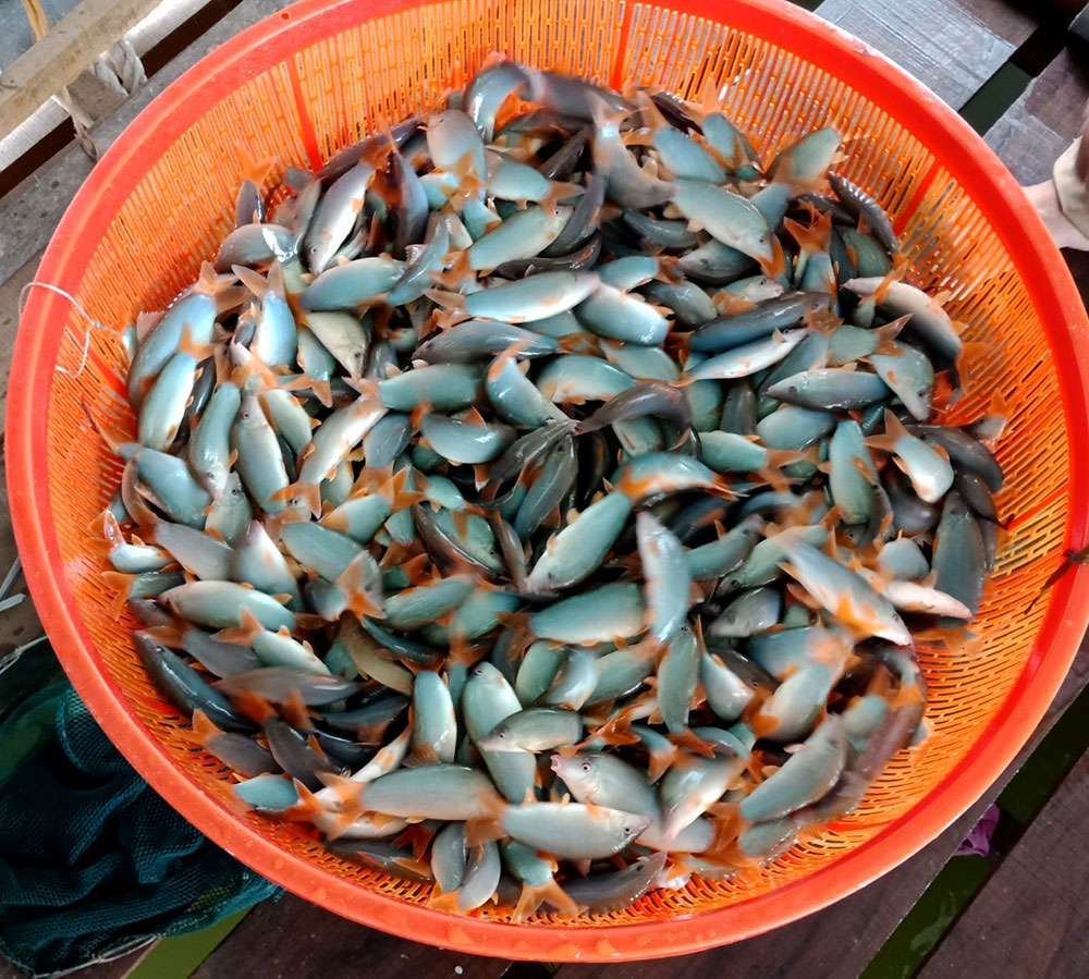 Cá heo sông Mê Kông: Thịt ngọt thơm từ màu xanh ngọc bích, muốn ăn cũng hiếm có khó tìm-1