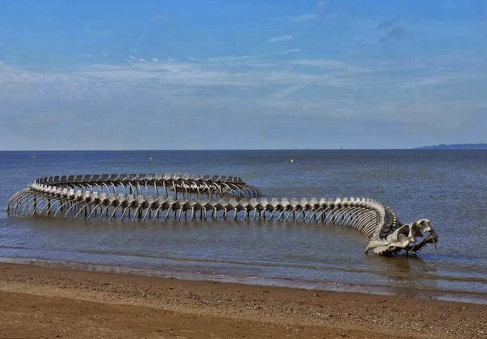 Bộ xương rắn khổng lồ nổi bật giữa bãi biển hút khách du lịch-2