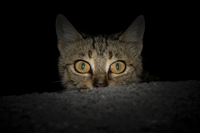 Giải mã thú vị: Mèo thực sự có thể nhìn thấy trong bóng tối?-4
