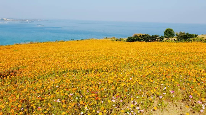 7 lý do vì sao Jeju là địa điểm tuyệt vời nhất để ghé thăm trong mùa thu-13