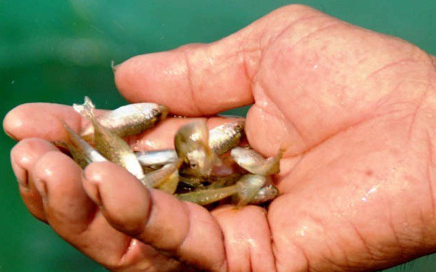 Loài cá bé tí xưa có đầy không ai ăn, nay là đặc sản thơm ngon nổi tiếng ở Huế, 120.000 đồng/kg-2