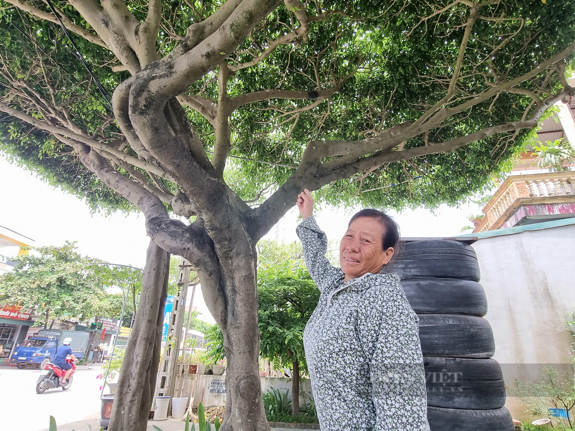 Cận cảnh cây sanh hình dáng giống cái ô có “1-0-2” ở Ninh Bình-3