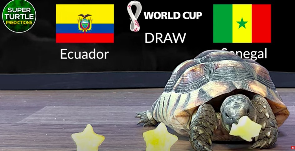 Dự đoán vui trận Ecuador vs Senegal, bảng A World Cup 2022-3
