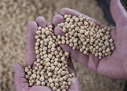 Kim ngạch nhập khẩu ngũ cốc của Mexico cao kỷ lục-cover-img