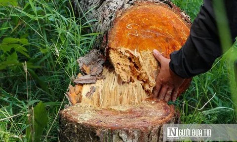 Lâm Đồng: Chỉ đạo "nóng" điều tra hàng trăm cây thông bị chặt phá-cover-img