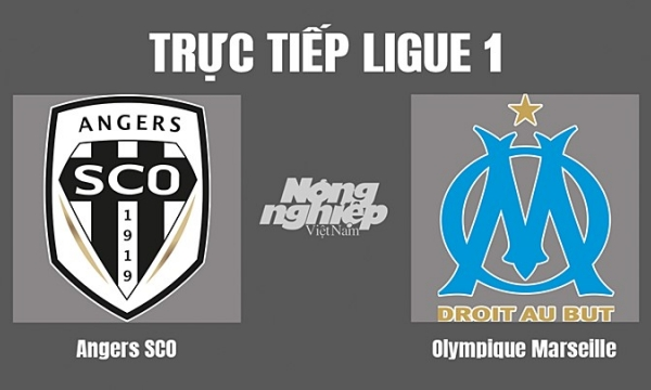 Trực tiếp Angers SCO vs Marseille trên kênh On Sports+ hôm nay 1/10-cover-img