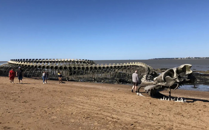 Bộ xương rắn khổng lồ nổi bật giữa bãi biển hút khách du lịch-3
