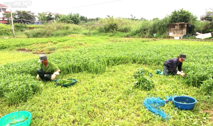 Nông dân vựa rau lớn nhất Đà Nẵng tất bật thu hoạch chạy siêu bão Noru sắp đổ bộ-cover-img