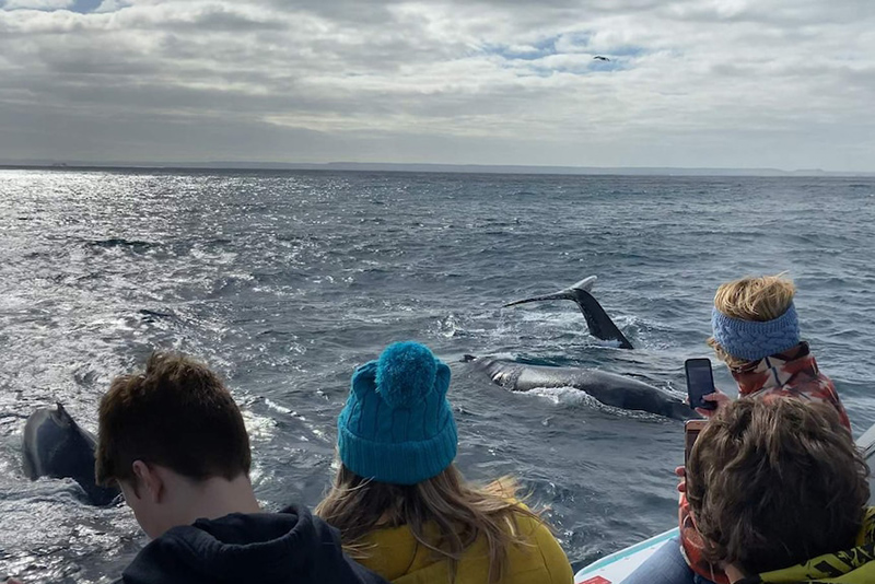 Tai nạn bí hiểm gây sốc tại điểm quan sát cá voi nổi tiếng của New Zealand-5