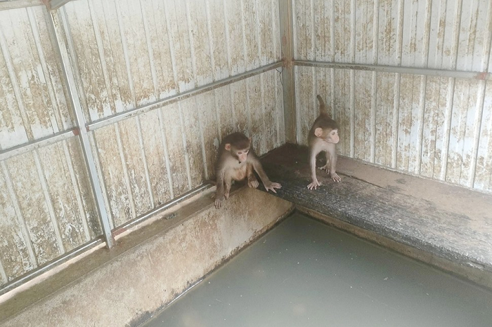 4 cá thể khỉ quý hiếm sao dân giao ngay cho VQG Vũ Quang?-3