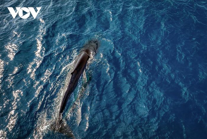 Mãn nhãn cảnh mẹ con cá voi săn mồi ở vùng biển Đề Gi-1