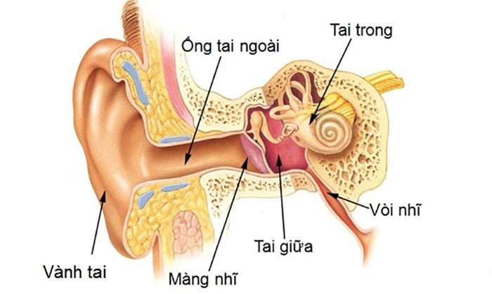 Phân loại nghe kém, các giải pháp hỗ trợ thính giác phù hợp-1