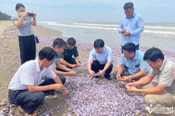 Vỏ ngao chất đống dọc bãi biển ở Thanh Hóa-4