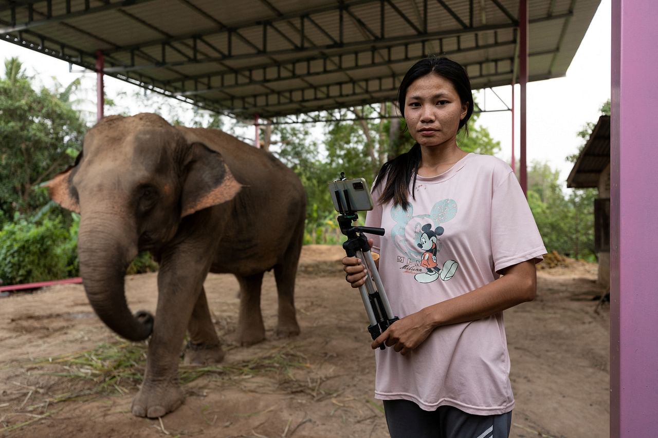 Những chú voi "thất nghiệp" ở Thái Lan vì vắng bóng du khách-2