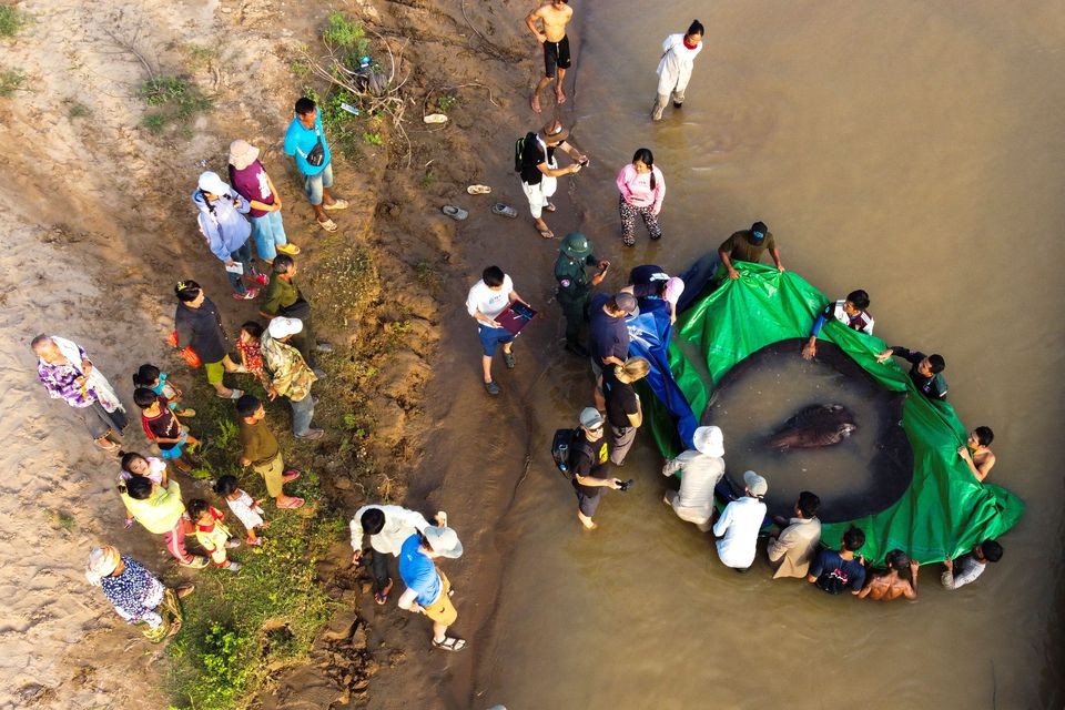 Ngư dân Campuchia bắt được cá khổng lồ nặng gần 300kg-2