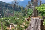Kon Tum: Diện tích rừng tại Công ty Lâm nghiệp Kon Plông giảm hơn 4.000 ha-cover-img