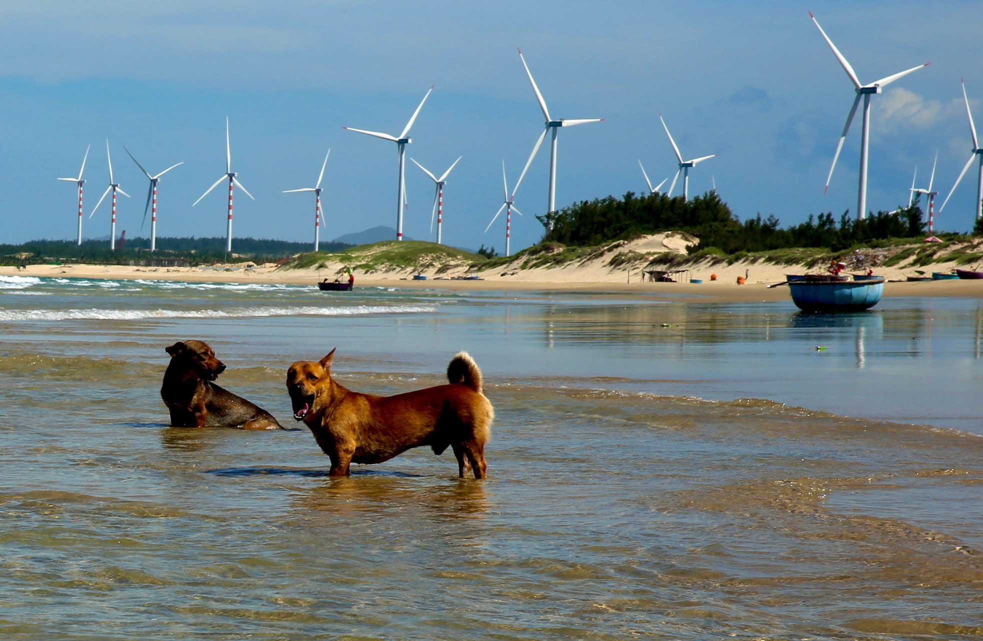 Đẹp mê hoặc của cánh đồng điện gió trên biển Quy Nhơn-8
