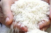 Giá gạo Ấn Độ cao nhất trong 1,5 năm qua-cover-img