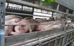 Đánh tráo lợn gầy lấy lợn mập để thu lợi, 9 đối tượng bị bắt tạm giam-cover-img