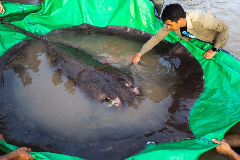 Ngư dân Campuchia bắt được cá khổng lồ nặng gần 300kg-1